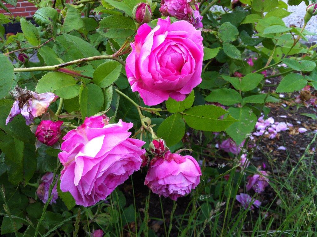 Rose